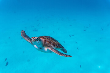 Wall Mural - Amazing shot of a sea turtle swimming in the crystally clear water