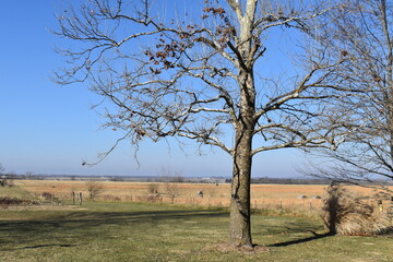 Sticker - Sycamore Tree and Field