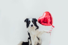 St. Valentine's Day Concept. Funny Portrait Cute Puppy Dog Border Collie Holding Red Heart Balloon In Paw Isolated On White Background. Lovely Dog In Love On Valentines Day Gives Gift.