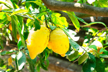 Wall Mural - Lemon garden of Sorrento