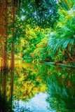 Fototapeta Las - The wild nature. Landscape of beautiful tropical forest and river. Vertical image.
