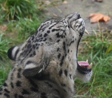 Snow Leopard Yawning