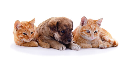 Wall Mural - Two cats and dog.