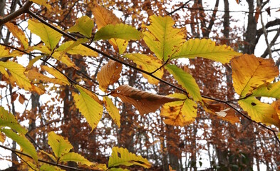 Beautiful Colors of Dying Leaves in Autumn