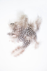 Fragile little bird feathers isolated on white background. Quail feathers.