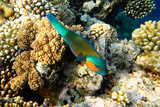 Fototapeta Do akwarium - Colorful fish swim in the Red Sea around corals.