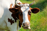 Łaciata krowa na pastwisku żująca trawę z językiem na wierzchu.