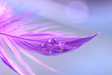 Wall Mural - close-up of a drops of water or dew on a purple feather. beautiful abstract macro. selective focus.