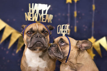 Funny French Bulldog dogs wearing golden party celebration headbands with words 'Happy new year' and 'cheers' in front of blue background 