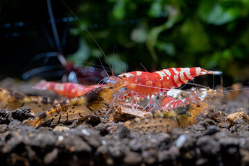 Different tiger dwarf shrimps look scramble together for eating food in fresh water aquarium tank with dark and green background. Main focus is on red fancy tiger shrimp.