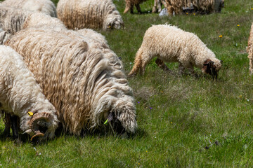 Wall Mural - sheep and lambs