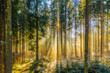 © allessuper_1979 - Small snowflakes are falling down in sunshine of a foggy morning in a daylight colored forest, idyllic moment of positive vibes.