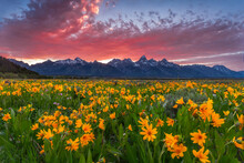 Wildflowers At Sunset In Grand Teton National Park In Wyoming