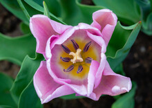 Pink Tulip Bloom With Stamen And Pistil