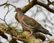A Colorful Wild Pigeon Perched On A Tree Branch
