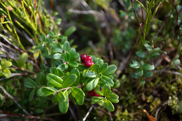 Wall Mural - Autumn leaves, green moss and grass, red cranberries. Close-up. Natural, forest background