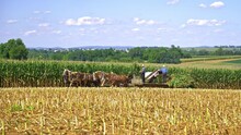 An Amish Family Harvesting Corn Crop Using 6 Horses And Old Farm Equipment
