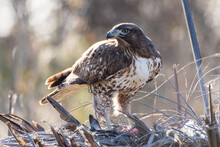 Majestic Coopers Hawk Stands Over Freshy Hunted Prey And Ready To Protect His Meal.