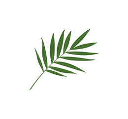  tropical green leaf flat vector icon illustration. jungle foliage