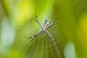 Argiope argentata, a.k.a. Silver Argiope spider lurking on its cobweb