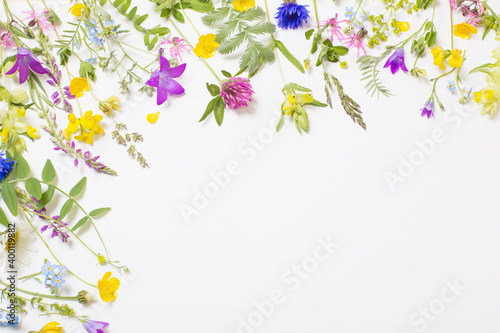 beautiful wild flowers on white background
