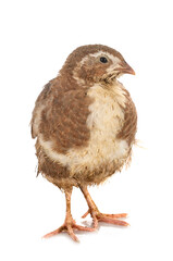 Wall Mural - japanese quail in studio