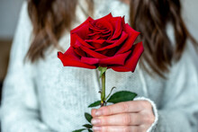 A Woman In A Warm Sweater Is Holding In Her Hands A Red Rose. Concept Of Valentine's Day And Romantic Mood. Closeup