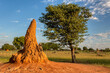 © ArtushFoto - large termite mound in typical african landscape with termite in Namibia, North region near Ruacana Fall. Africa wilderness.