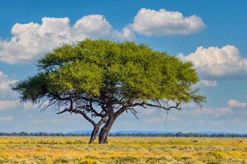 yellow blooming savanna - blooming kalahari desert with alone green acacia tree after rain season, s