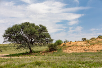 Female Lion Lying and resting in desert, natural habitat. African landscape with animal, Kalahari Transfrontier Park, South Africa, wildlife and wilderness