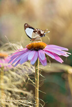 A Brown White Large Butterfly On An Echinacea Flower In The Brilliance Of The Morning Sun.