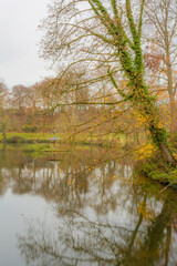 Wall Mural - Bare tree with climbing plants leaning towards a lake reflecting on the water with a small gazebo in the background, cloudy autumn day in a nature reserve, south Limburg, the Netherlands