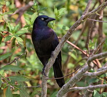 Common Male Grackle Perched With Green Foliage Background. Quiscalus Quiscula.