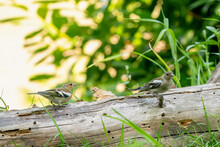 Two Greenfinches Are Sitting On A Tree Trunk. Grass In Front Of And Behind The Tree Trunk