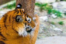 Close Up View Of A Siberian Tiger Or Panthera Tigris Altaica