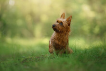 Little Dog In The Forest. Australian Terrier In Nature. Traveling With A Pet