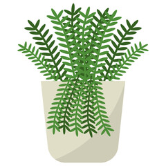 Canvas Print - Polypodium Potted Plant 