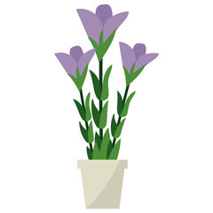 Wall Mural - Gentian Potted Plant 