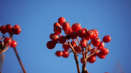 Wall Mural - close-up branch of rowan berries. concept a nature berries on rowan tree. rowan winter branch without leaves against the sky