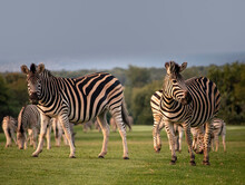 Zebras In A Field In Africa
