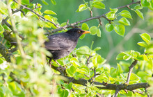 Common Blackbird, Turdus Merula. The Male Bird Sits On A Branch