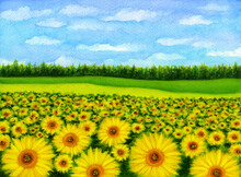 Watercolor Summer Landscape Illustration With Sunflowers Green Fields And Blue Sky. Summertime Beautiful Hand Painted Artwork, Artistic Background.