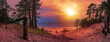 Panoramic view of Baltic sea coast. Colorful sunset over sea with pine trees silhouette and sand beach.