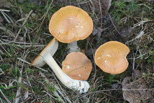 Hydnum Rufescens (Hydnum Rufescens Coll.), Commonly Known As The Terracotta Hedgehog, Wild Mushroom From Finland