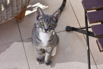 Nice gray tabby cat, the owner with her pet at sunset