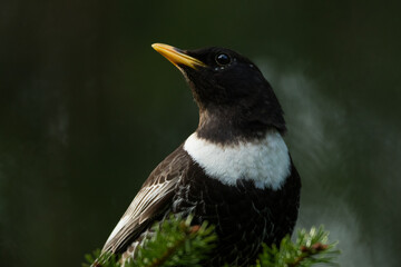 Ring Ouzel - Ringdrossel - Turdus torquatus ssp. alpestris, Germany )Baden-Württemberg), adult male