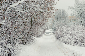 Wall Mural - Snow alley in winter forest