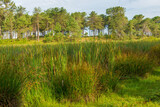 Fototapeta Do pokoju - Lush green grasses grow in marshland, swamp and forest in the background
