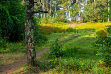 Wall Mural - Forest path sunlight scene. Deep forest trail view. Forest trail landscape.