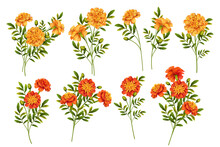 Set Of Marigold Flowers
